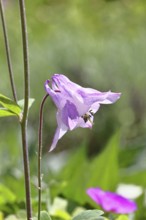 Columbine (Aquilegia vulgaris), pink flower at the edge of a forest, in spring, Wilnsdorf, North