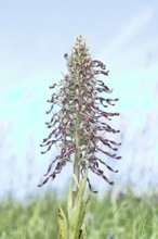 Goat's tongue (Himantoglossum hircinum), inflorescence with open white-purple flowers, on a weasel,