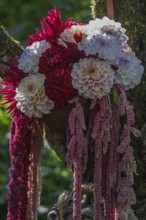 Bouquet of dahlias and foxtail, North Rhine-Westphalia, Germany