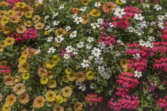 Colourful summer flowers, Palatinate, Rhineland-Palatinate, Germany