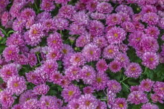 Garden chrysanthemum (Chrysanthemum × grandiflorum), pink-coloured, Münsterland, North