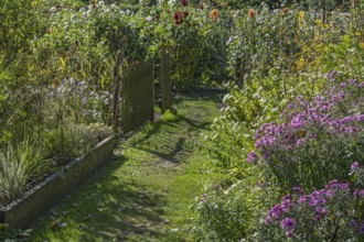 A garden path lined with flowers and grasses, illuminated by daylight, Münsterland, North