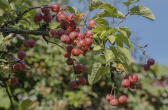 Ornamental apple (Malus spec.), fruit on the tree, Münsterland, North Rhine-Westphalia, Germany