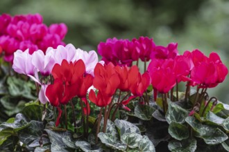 Cyclamen hederifolium or Neapolitan cyclamen (Cyclamen hederifolium), Münsterland, North