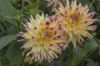 Dahlia (Dahlia), Münsterland, North Rhine-Westphalia, Germany