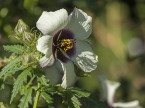 Hibiscus cannabinus (Althaea cannabina), Münsterland, North Rhine-Westphalia, Germany