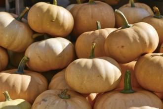 Pale orange Butterkin squashes stacked at autumn market