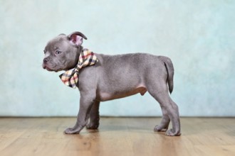 Healthy purebred Chondrodysplasia free French Bulldog dog puppy with tail in front of studio