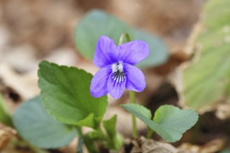 Grove violet (Viola riviniana), flower, in a beech forest, Wilnsdorf, North Rhine-Westphalia,