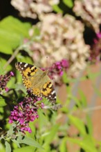 Thistle butterfly (Vanessa cardui) on a Buddleja davidii flower, Wilnsdorf, North Rhine-Westphalia,