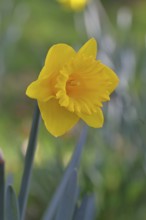 Daffodil (Narcissus), yellow flower in a garden, close-up, Wilnsdorf, North Rhine-Westphalia,