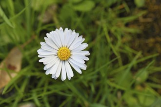 Daisy (Bellis perennis), flower on a lawn in a garden, close-up, Wilnsdorf, North Rhine-Westphalia,