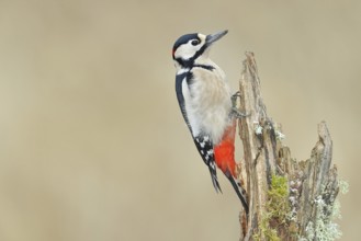 Great spotted woodpecker (Dendrocopos major), male, foraging on a tree stump overgrown with moss
