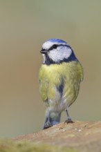 Blue tit (Parus caeruleus), sitting on a stone on the forest floor, Wilnsdorf, North