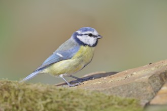 Blue tit (Parus caeruleus), sitting on a stone on the forest floor, Wilnsdorf, North