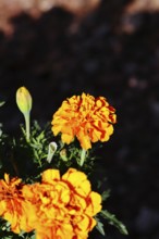 Bright orange flower of Tagetes erecta in close-up under sunlight with dark background, in a