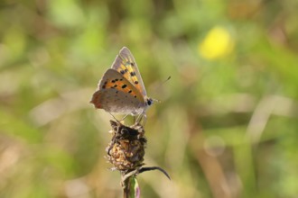 Small copper (Lycaena phlaeas) in a meadow, Gambach nature reserve, Burbach, North
