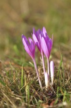 Autumn crocus (Colchicum autumnale), half-opened flowers in a meadow, endangered, protected