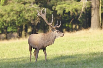 Red deer (Cervus elaphus) in rutting season, capital stag in a forest clearing, animal portrait,