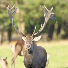 Red deer (Cervus elaphus), capital stag in a forest clearing, animal portrait, looking into the