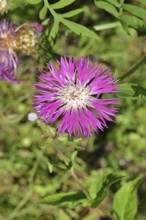 Hieracium lachenalii (Picris hieracioides), hawkweed bitterweed, yellow flower on a rough meadow,