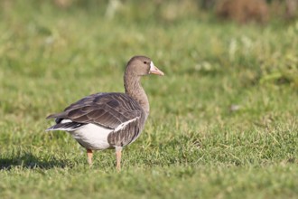 White-fronted goose (Anser albifrons), standing in a meadow in the wintering area, wildlife,