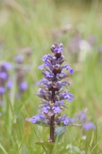 Blue bugle (Ajuga reptans), inflorescence in a meadow, Wilnsdorf, North Rhine-Westphalia, Germany