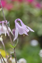 Columbine (Aquilegia vulgaris), white flower at the edge of a forest, in spring, Wilnsdorf, North
