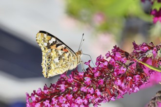 Thistle butterfly (Vanessa cardui) on a Buddleja davidii flower, wings closed, underside of wings,