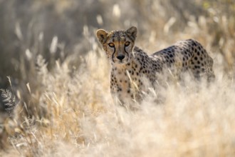 Cheetah (Acinonyx jubatus) at the Field Conservation Centre and Reserve of the Cheetah Conservation