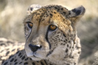 Cheetah (Acinonyx jubatus) at the Field Conservation Centre and Reserve of the Cheetah Conservation