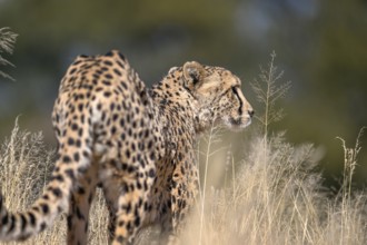 Cheetah (Acinonyx jubatus) at the Field Conservation Centre and Reserve of the Cheetah Conservation