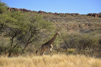 Angola giraffe (Giraffa camelopardalis angolensis) at the foot of the Waterberg, Otjozondjupa