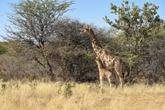 Angola giraffe (Giraffa camelopardalis angolensis) with young at the foot of the Waterberg,
