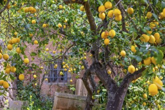 Ripe lemons hanging on the tree branches in a garden by an idyllic pink house in the countryside,