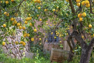 Old idyllic pink cottage with lot of yellow lemons on the trees in the fruit garden, Mallorca,