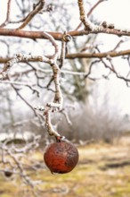 Red apple hanging on a tree branch in a garden a cold frosty winter day, Sweden