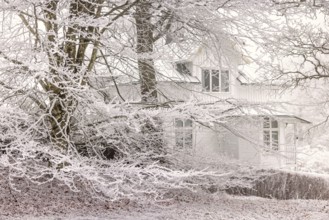 White wooden residential house in a grove of trees with hoarfrost a cold winter day, Falköping,