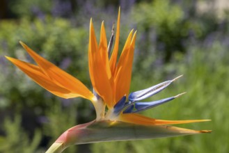 Bird of paradise flower, Strelitzia, single flower, close-up, Westphalia, North Rhine-Westphalia,