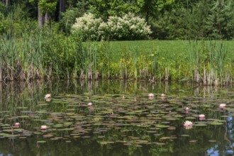 Pond with water lilies (Nymphaea), many flowers and leaves, meadow and flowering bush at the edge,