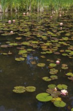 Pond with water lilies (Nymphaea), many flowers and leaves, Westphalia, North Rhine-Westphalia,