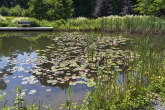 Pond with water lilies (Nymphaea), many flowers and leaves, bench at the edge of the pond,