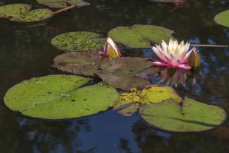 Pond with water lilies (Nymphaea), two flowers and leaves, close-up, Westphalia, North