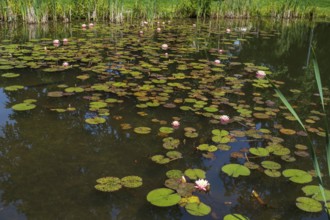 Pond with water lilies (Nymphaea), many flowers and leaves, Westphalia, North Rhine-Westphalia,