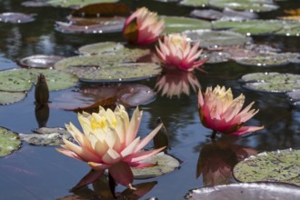 Pond with water lilies (Nymphaea), four flowers with reflection, close-up, Westphalia, North