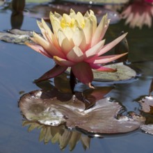 Pond with water lilies (Nymphaea), two flowers with reflection, close-up, Westphalia, North