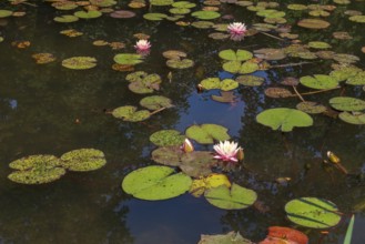 Pond with water lilies (Nymphaea), several flowers and leaves, Westphalia, North Rhine-Westphalia,