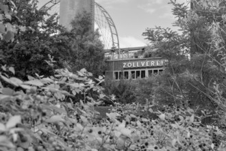Zollverein coking plant, visitor centre, blackberry bushes in the foreground, sun wheel, black and