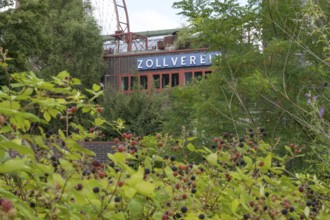 Zollverein coking plant, visitor centre, blackberry bushes in the foreground, UNESCO World Heritage