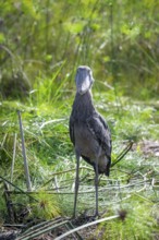 Shoebill (Balaeniceps rex) in the swamps of Mabamba between Papyrus, Lake Victoria, Uganda